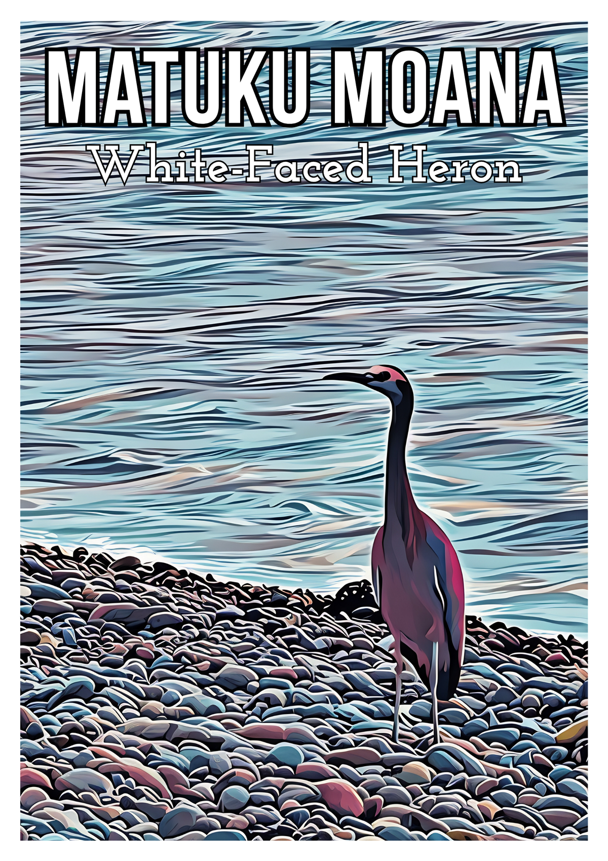 White-faced Heron Print